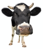 Logo_ersatz_kuh_-fp-1778465002